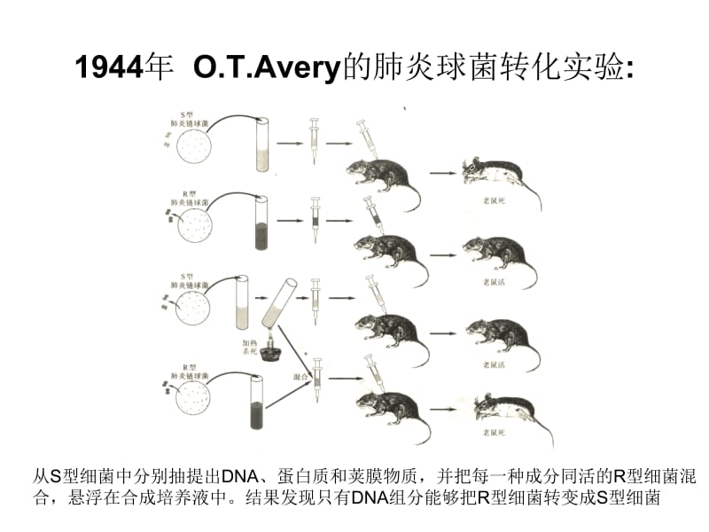 重组DNA技术00002.ppt_第3页