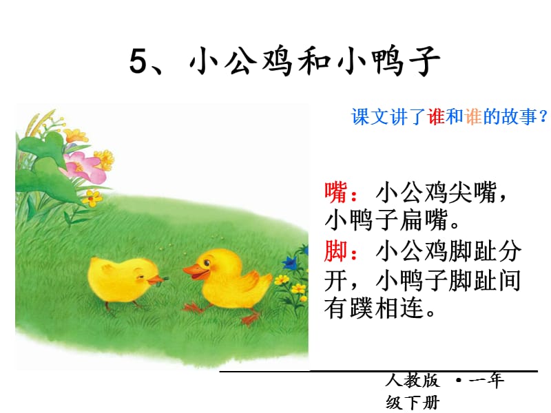 20195.部编本一年级下《小公鸡和小鸭子》.ppt_第3页