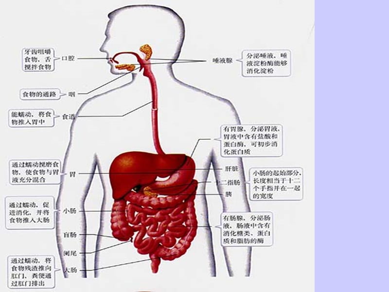 《物质的消化》PPT课件.ppt_第2页