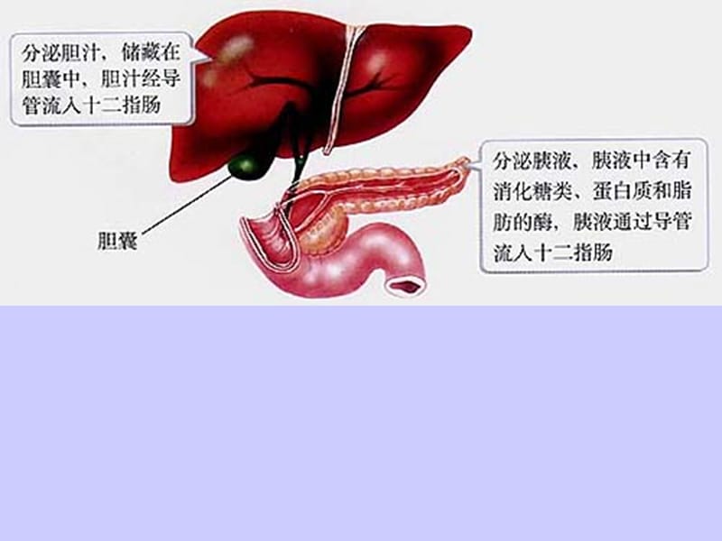 《物质的消化》PPT课件.ppt_第3页