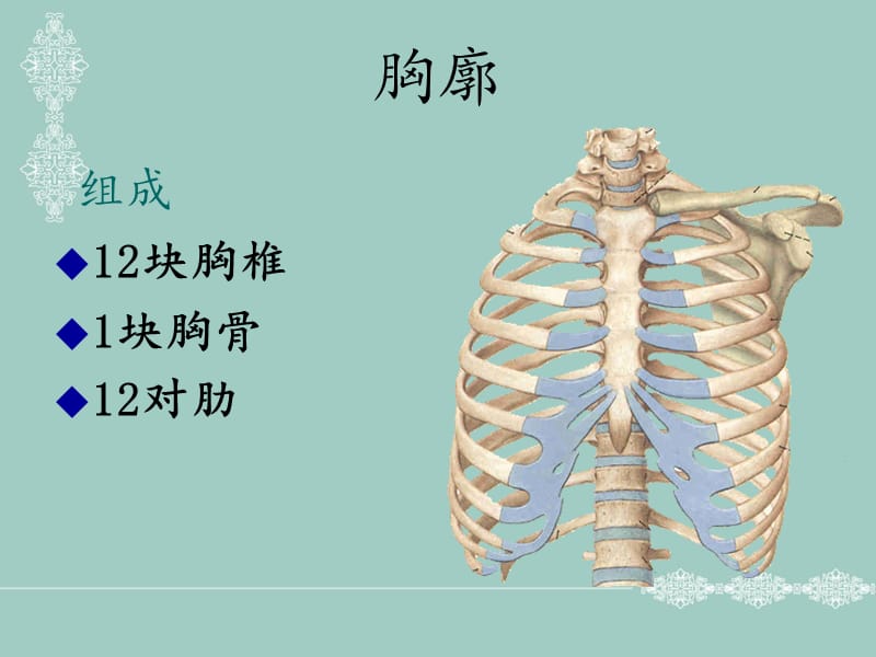 人体断面解剖学-胸部PPT课件.ppt_第3页