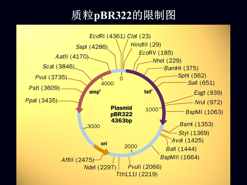 201903物理图谱与测序.ppt_第3页