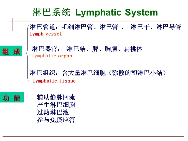 人体淋巴系统PPT课件.ppt_第1页