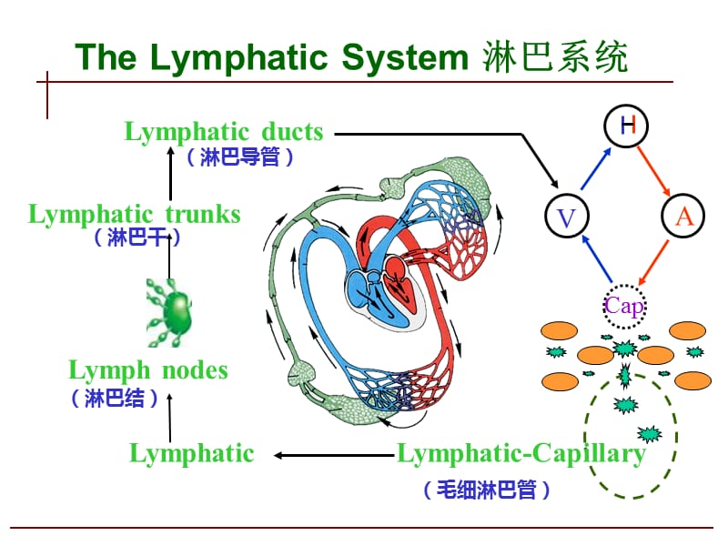 人体淋巴系统PPT课件.ppt_第3页