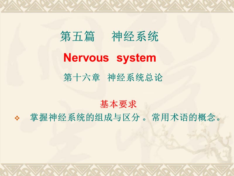 《脊髓》PPT课件.ppt_第1页