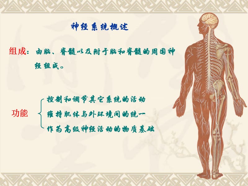 《脊髓》PPT课件.ppt_第2页