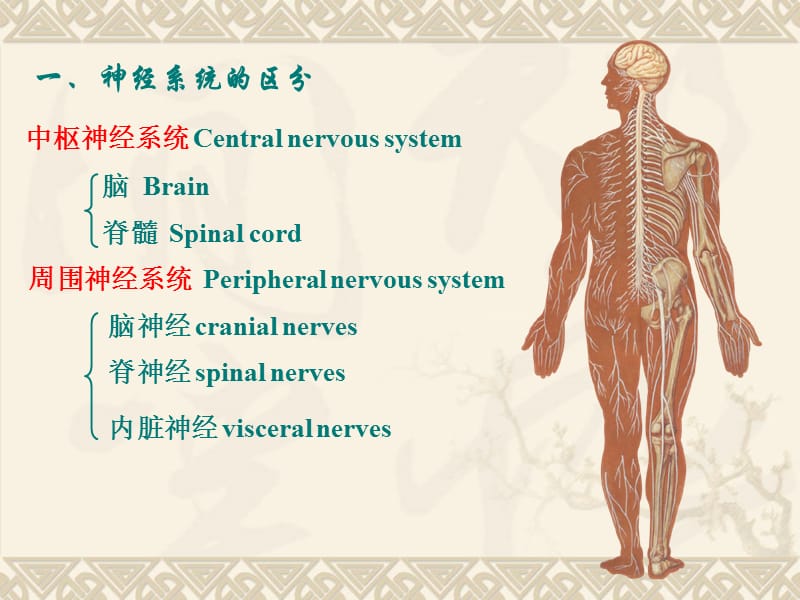 《脊髓》PPT课件.ppt_第3页