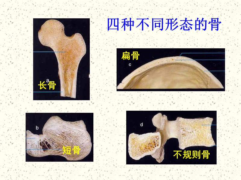 人体解剖生理学课件-第四章_运动系统结构与功能.ppt_第3页