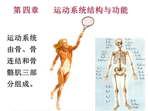 人体解剖生理学课件-第四章_运动系统结构与功能.ppt