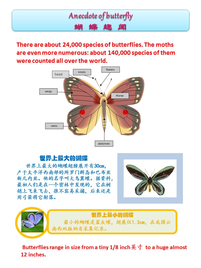 2019小学生英语阅读-蝴蝶的介绍Butterflyreading.ppt_第1页