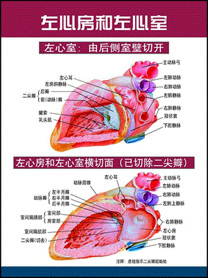 心脏解剖图-教学课件.ppt