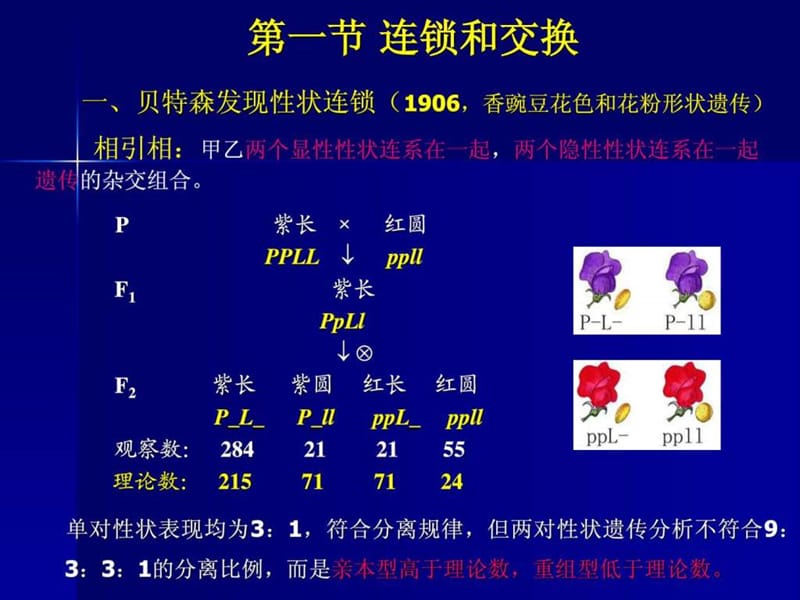 《连锁遗传规律》PPT课件.ppt_第3页