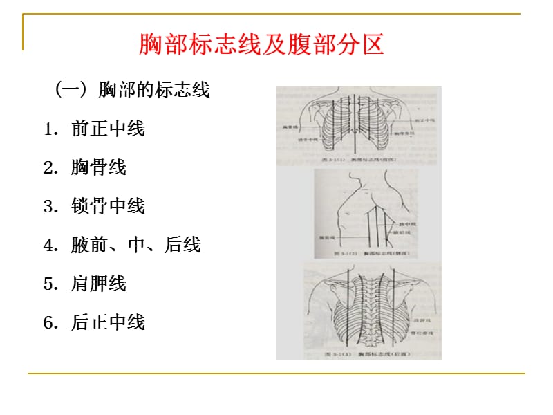 《消化系统》PPT课件.ppt_第2页