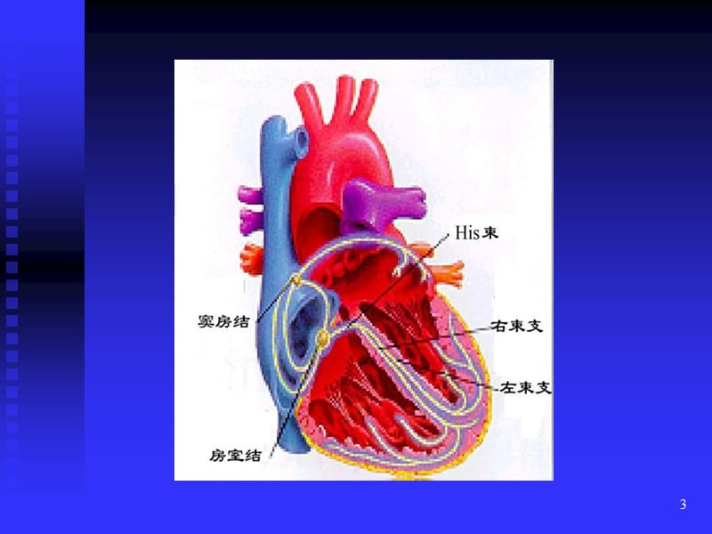 心律失常心电图的判读.ppt_第3页