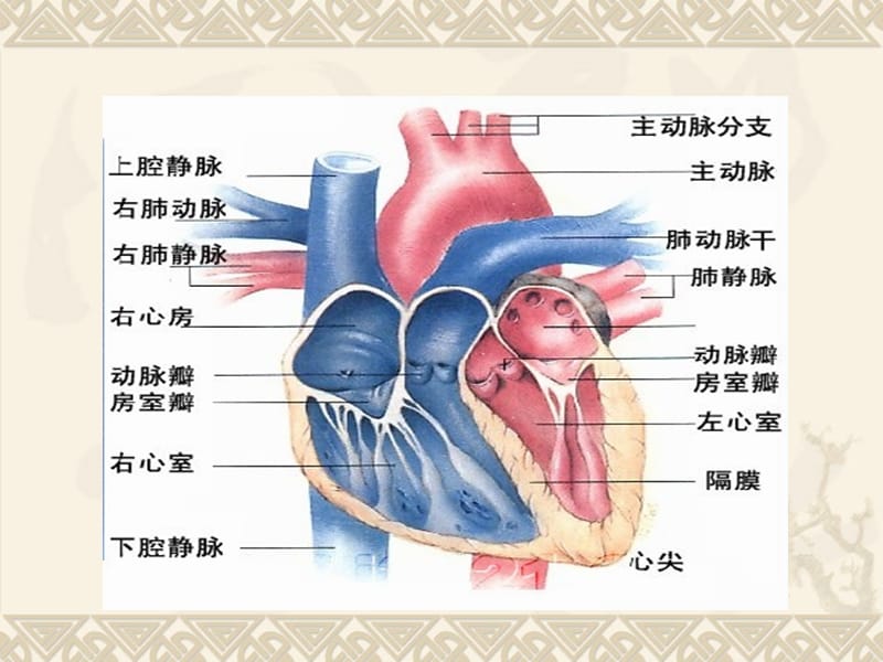 急性心力衰竭-教学课件，幻灯.ppt_第3页