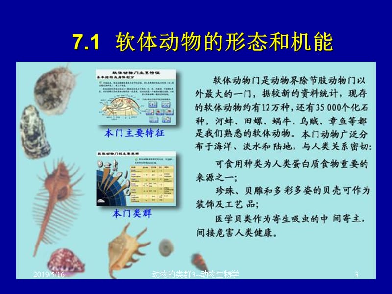 初中生物课件：2动物的类群3-软体节肢动物.ppt_第3页