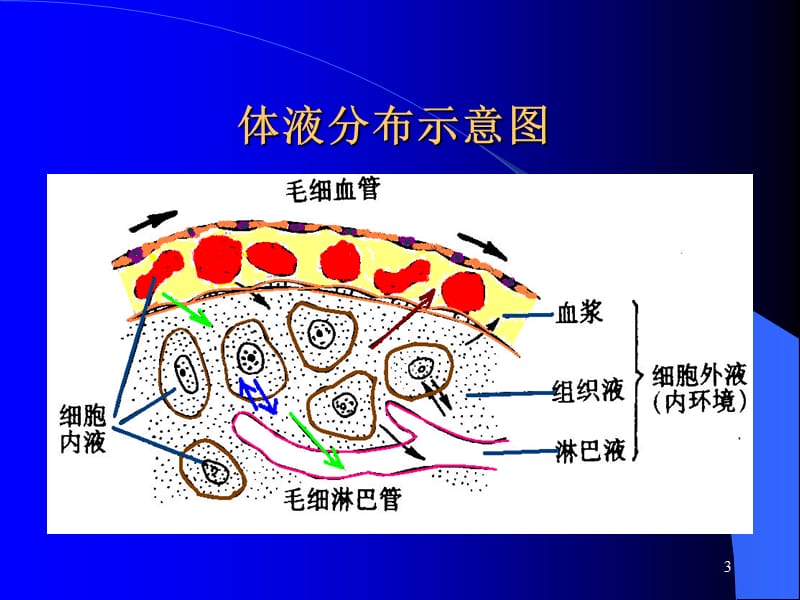 《血液生理》PPT课件.ppt_第3页