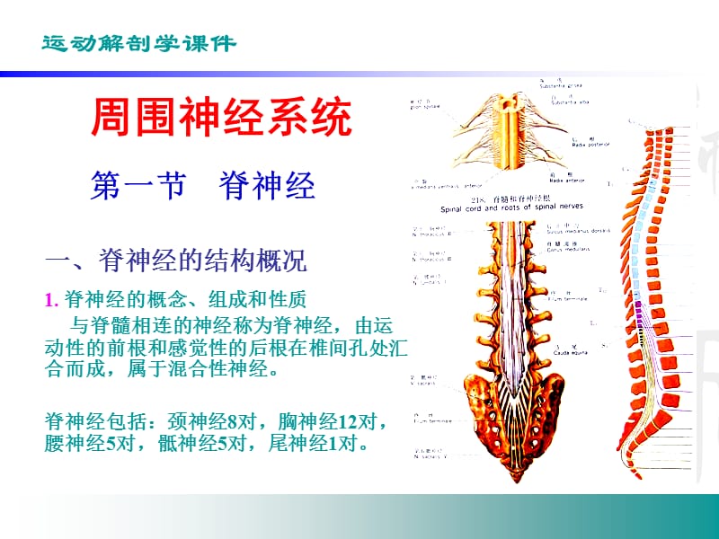 《周围神经系统》PPT课件.ppt_第2页