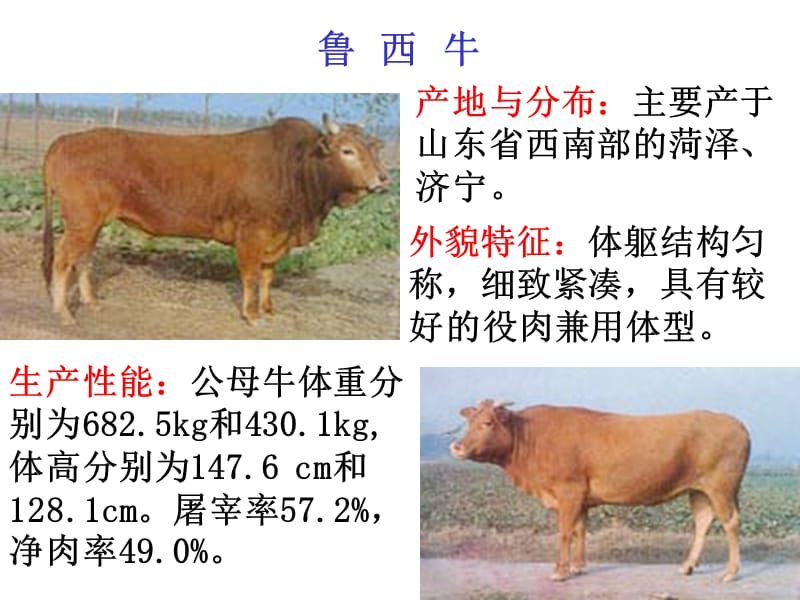 中国主要家畜品种简介.ppt_第3页