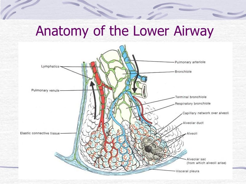下呼吸道解剖（英文）.ppt_第1页