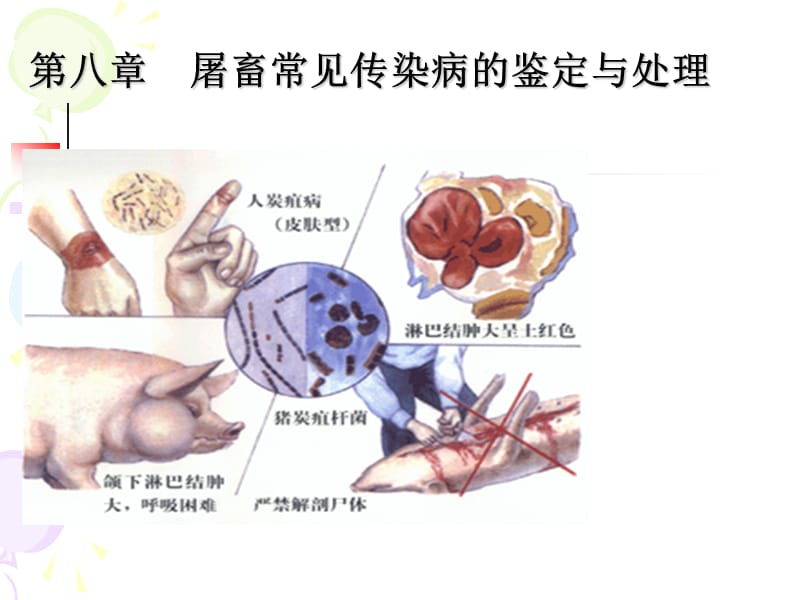 动物食品卫生课件第八章屠宰畜禽常见传染病的检验与处理.ppt_第1页