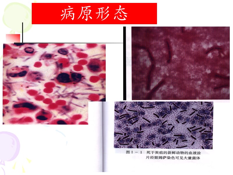 动物食品卫生课件第八章屠宰畜禽常见传染病的检验与处理.ppt_第3页