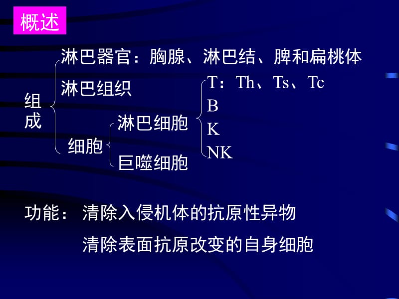 免疫系统-组织胚胎学教学课件.ppt_第2页