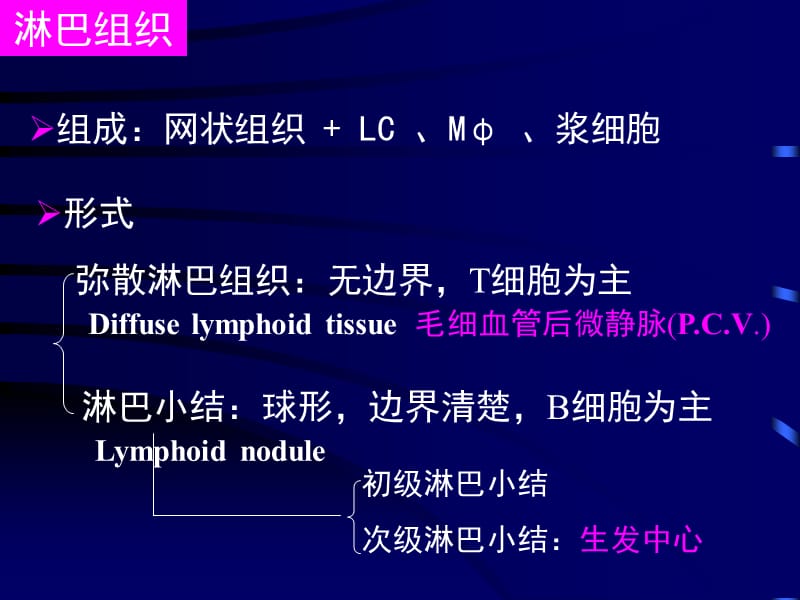 免疫系统-组织胚胎学教学课件.ppt_第3页