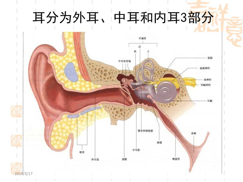 《耳解剖生理》PPT课件.ppt_第3页