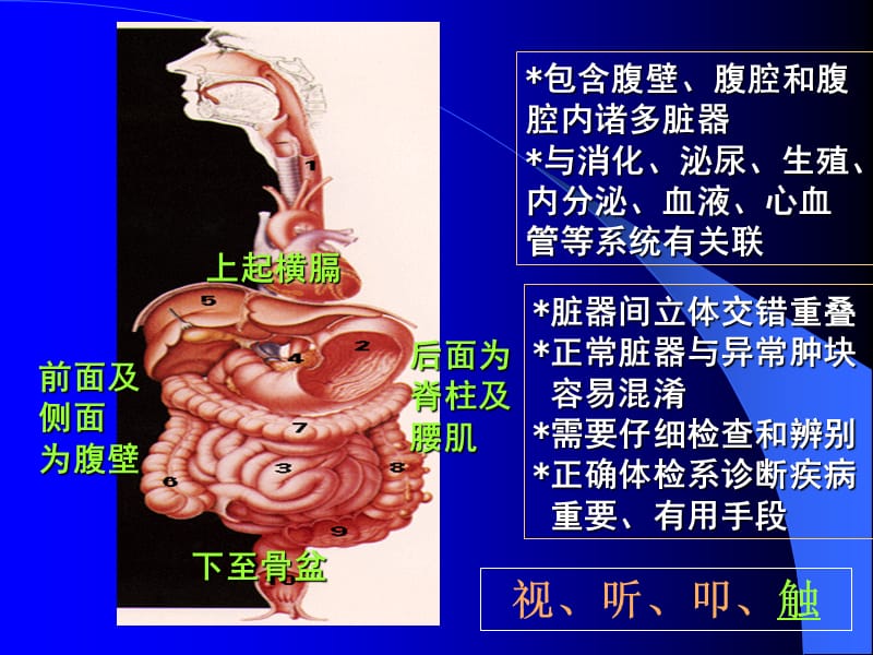 《腹部体检》PPT课件.ppt_第3页