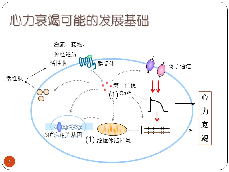 心力衰竭的信号通路-课件，幻灯，ppt.ppt_第3页