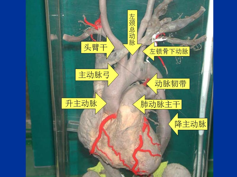 动脉循环播放PPT课件.ppt_第1页