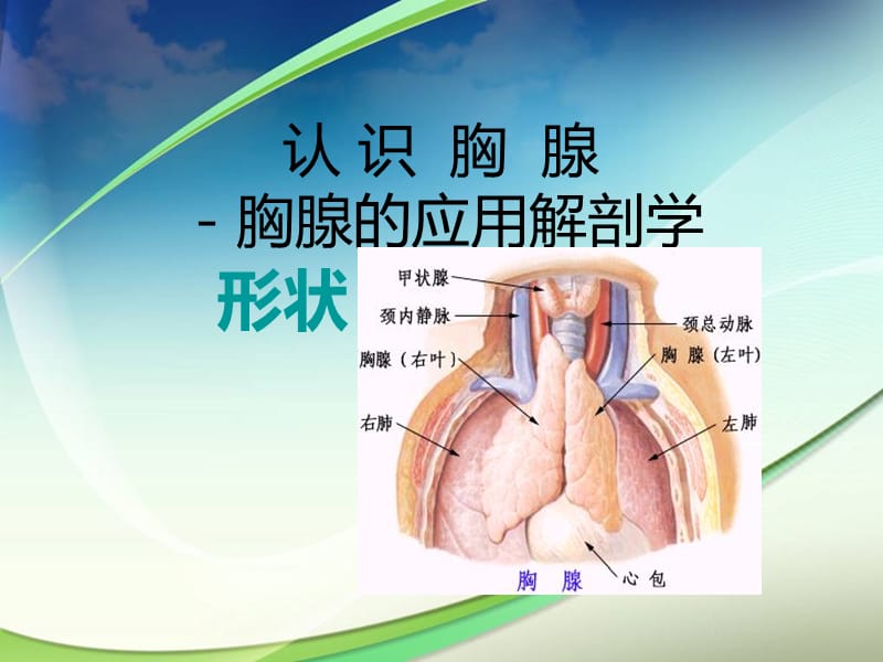 《胸腺》PPT课件.ppt_第3页