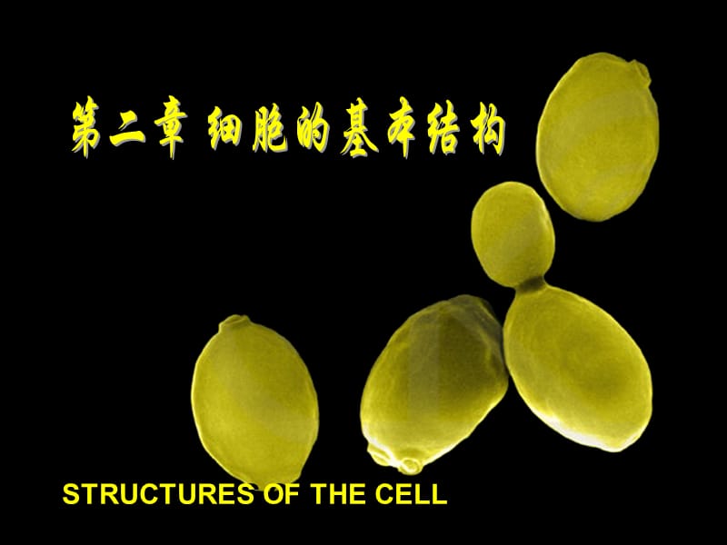 《细胞基本结构》PPT课件.ppt_第1页