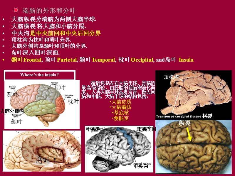 《端脑》PPT课件.ppt_第2页