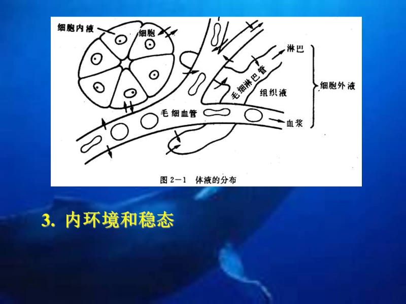 动物生理学-第二章PPT课件.ppt_第3页