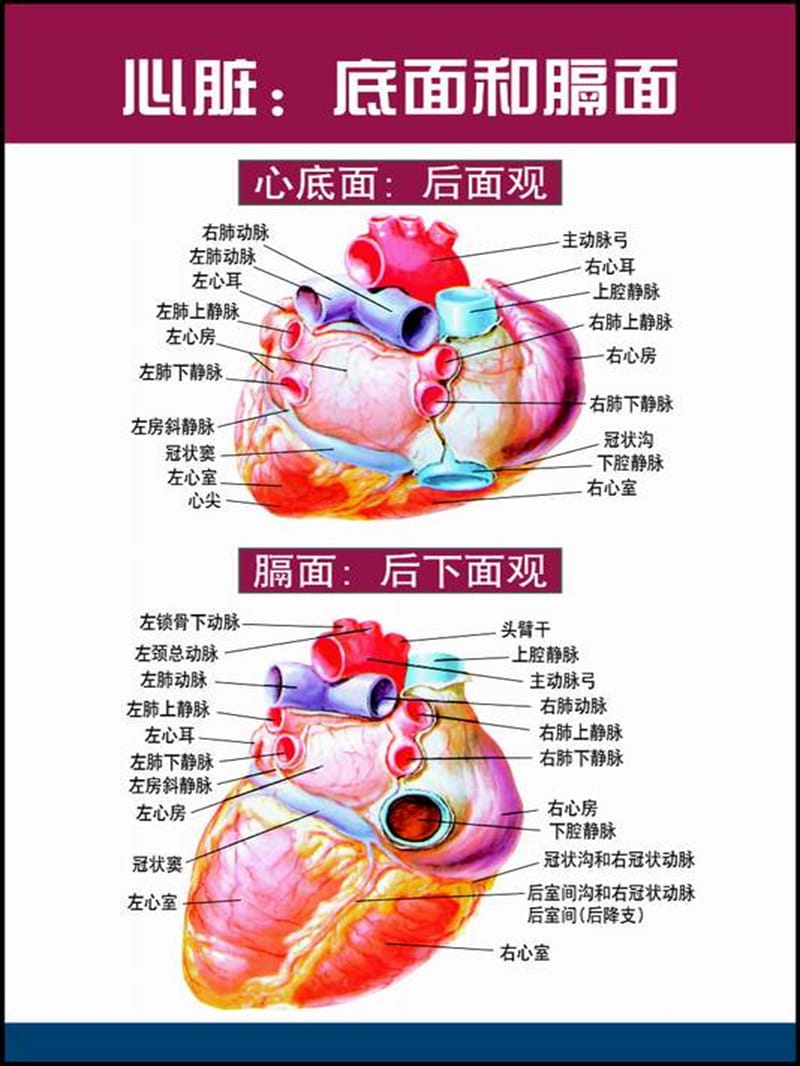 心脏解剖图谱-课件，幻灯，PPT.ppt_第2页