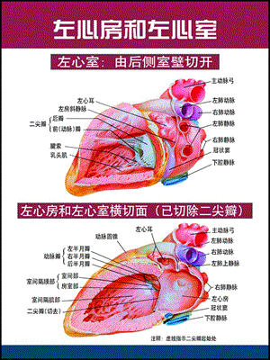 心脏解剖图谱-课件，幻灯，PPT.ppt