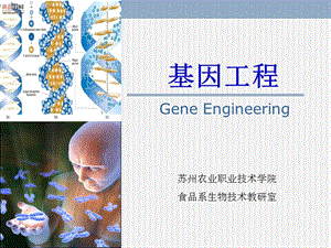 基因工程1--基因工程概述.ppt