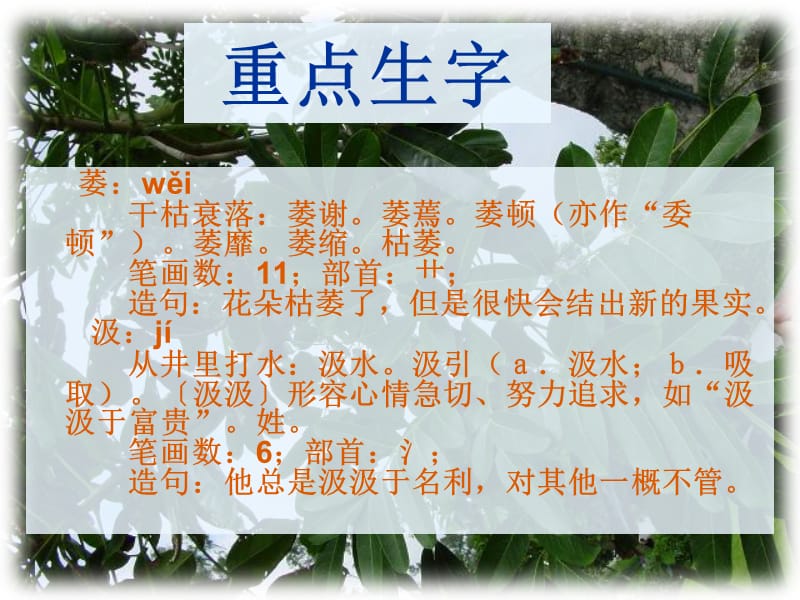 《桃花心木》PPT课件.ppt_第3页