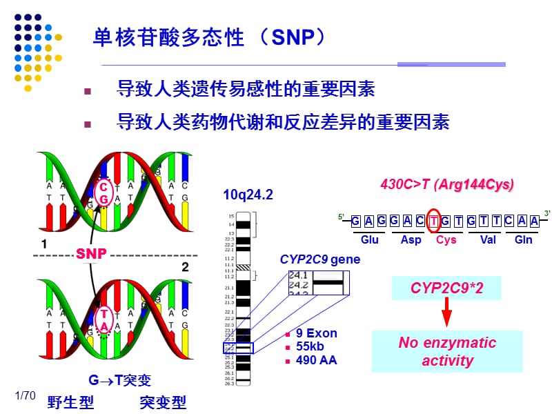 基因与用药课件（二）.ppt_第1页