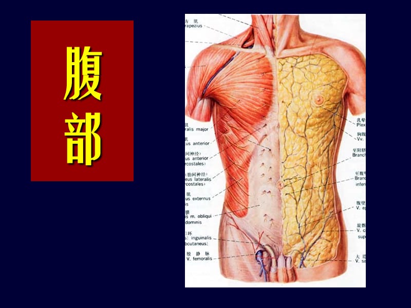 本科局解腹膜后隙2011.ppt_第1页