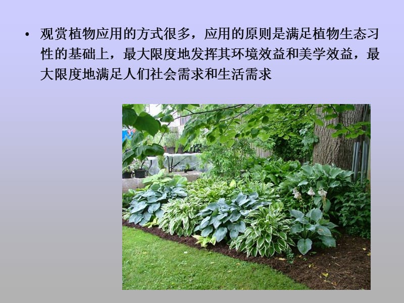 植物装饰与应用.ppt_第3页