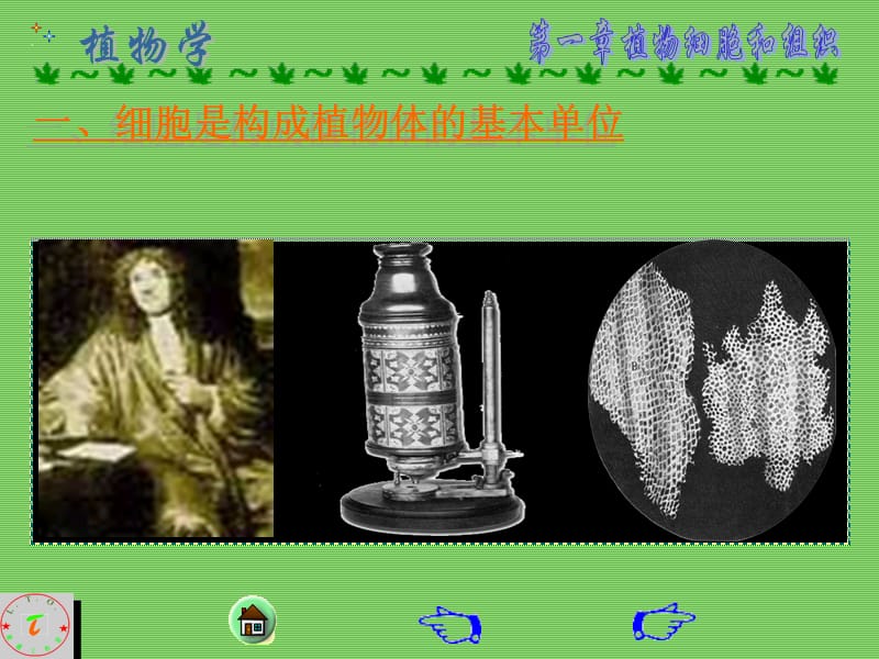 植物学课件部分.ppt_第3页