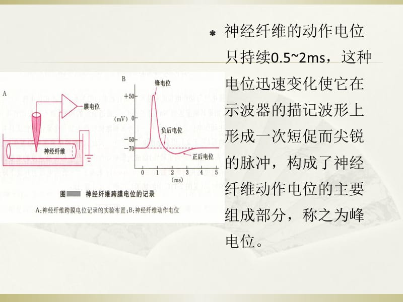 可兴奋细胞的生物电特征PPT课件.ppt_第3页