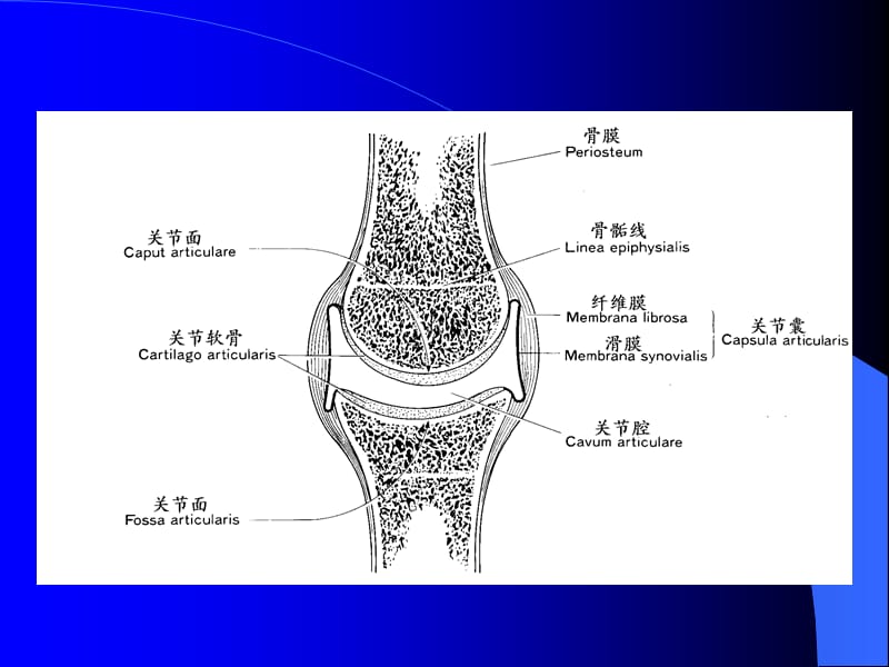 关节松动技术.ppt_第2页