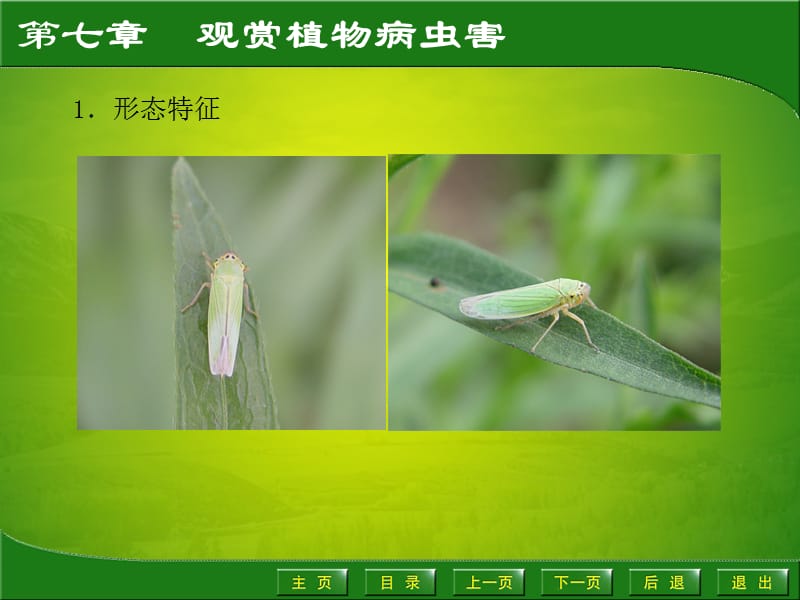 园艺植物病虫害防治7.3.ppt_第3页