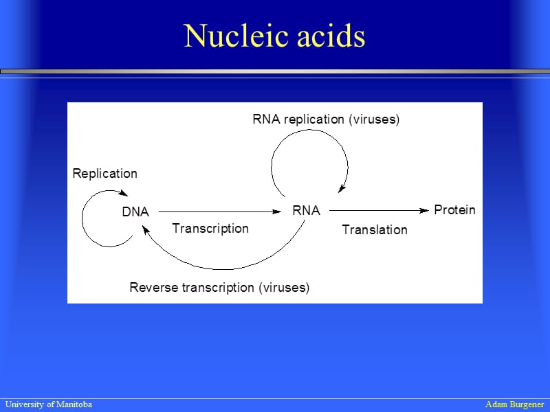 生物化学IILectureDNARNAProteinmetabolism.ppt_第2页