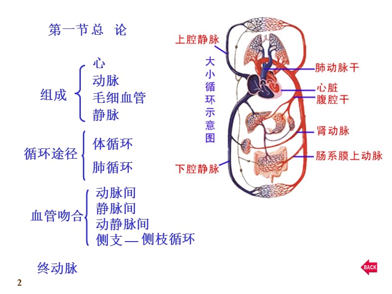 心血管系统-心脏PPT课件.ppt_第2页