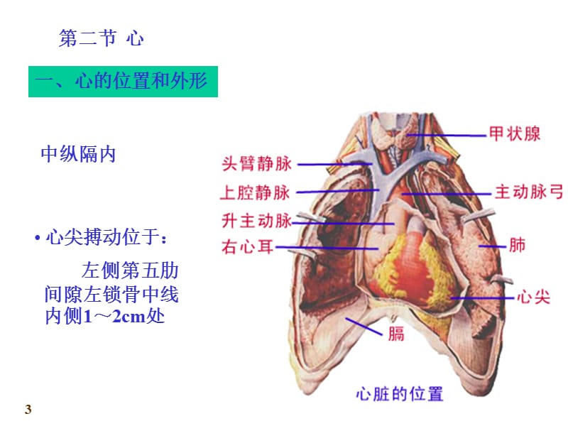 心血管系统-心脏PPT课件.ppt_第3页